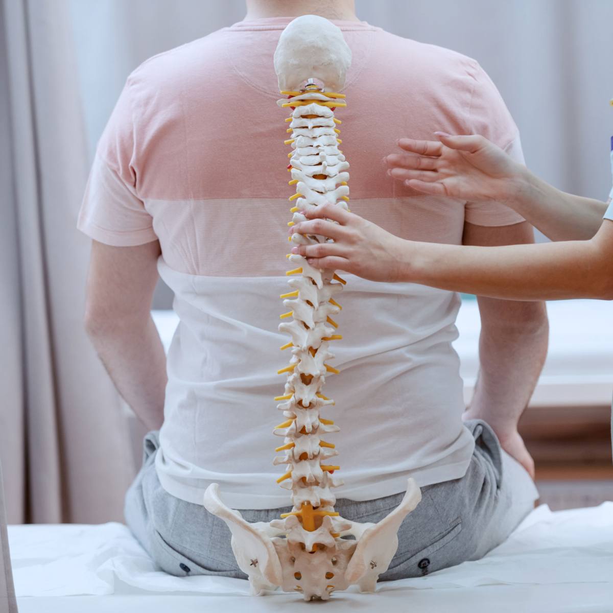 Eine Person hält ein anatomisches Wirbelsäulenmodell in der Hand, zur Erklärung von Chirotherapie und chiropraktischer Behandlung